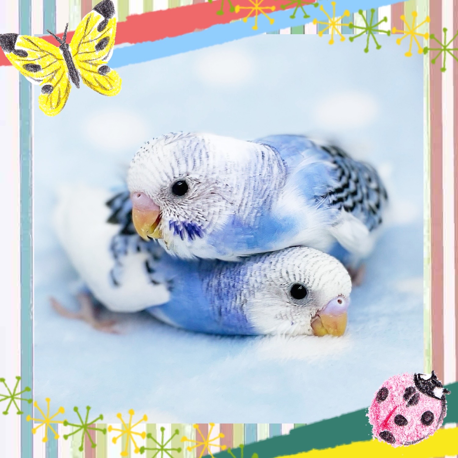 【春日井ぺけっと】ちょこっとヒナだより🐣✨【鳥類】