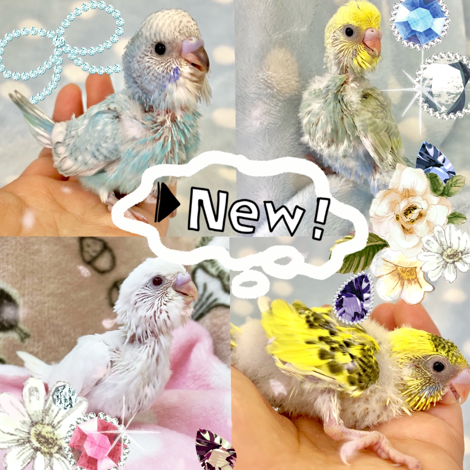 【春日井ぺけっと】大人気！！セキセイひな入店🦜✨【鳥類】