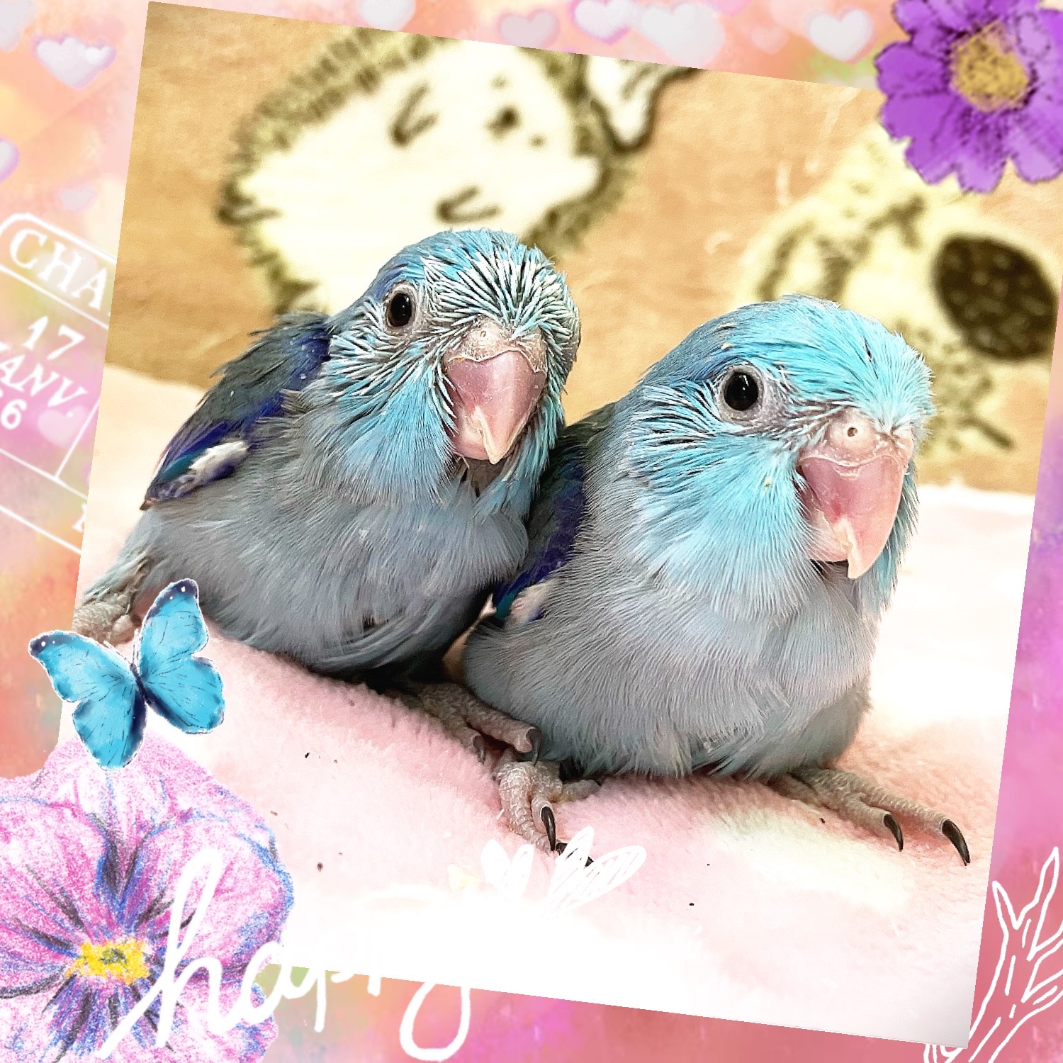 【春日井ぺけっと】幸せの青い鳥たち🕊️🩵【鳥類】