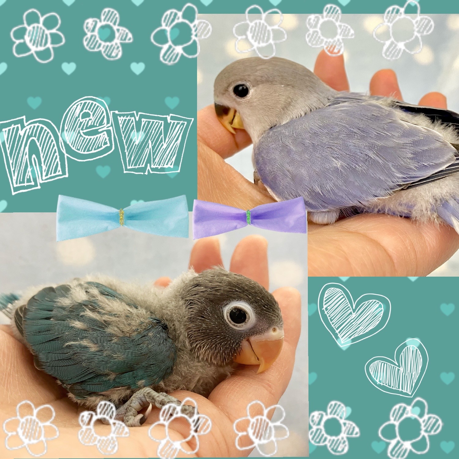 【春日井ぺけっと】ラブバード冬の便り🦜💕【鳥類】
