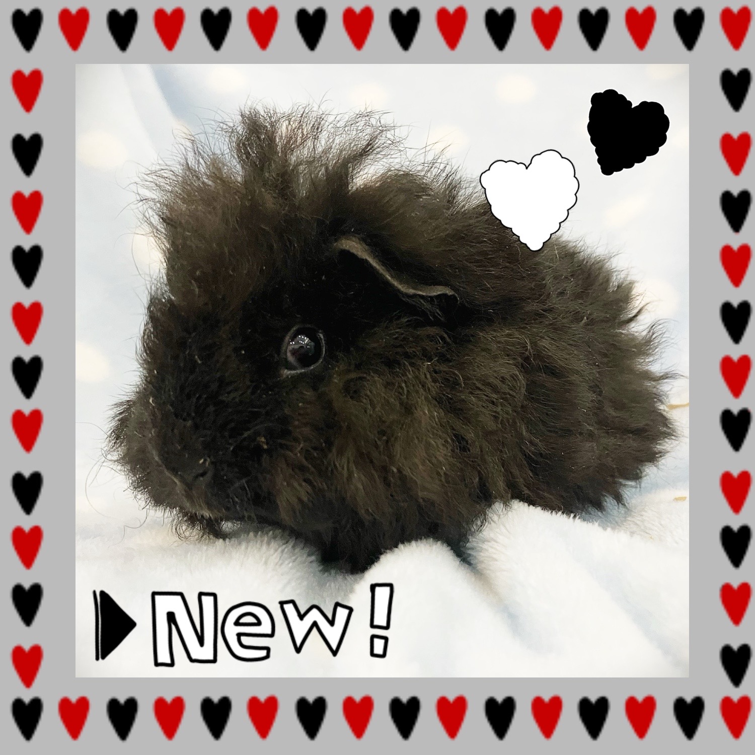 【春日井ぺけっと】ラストスパートのモルラッシュ！！　その①【哺乳類】