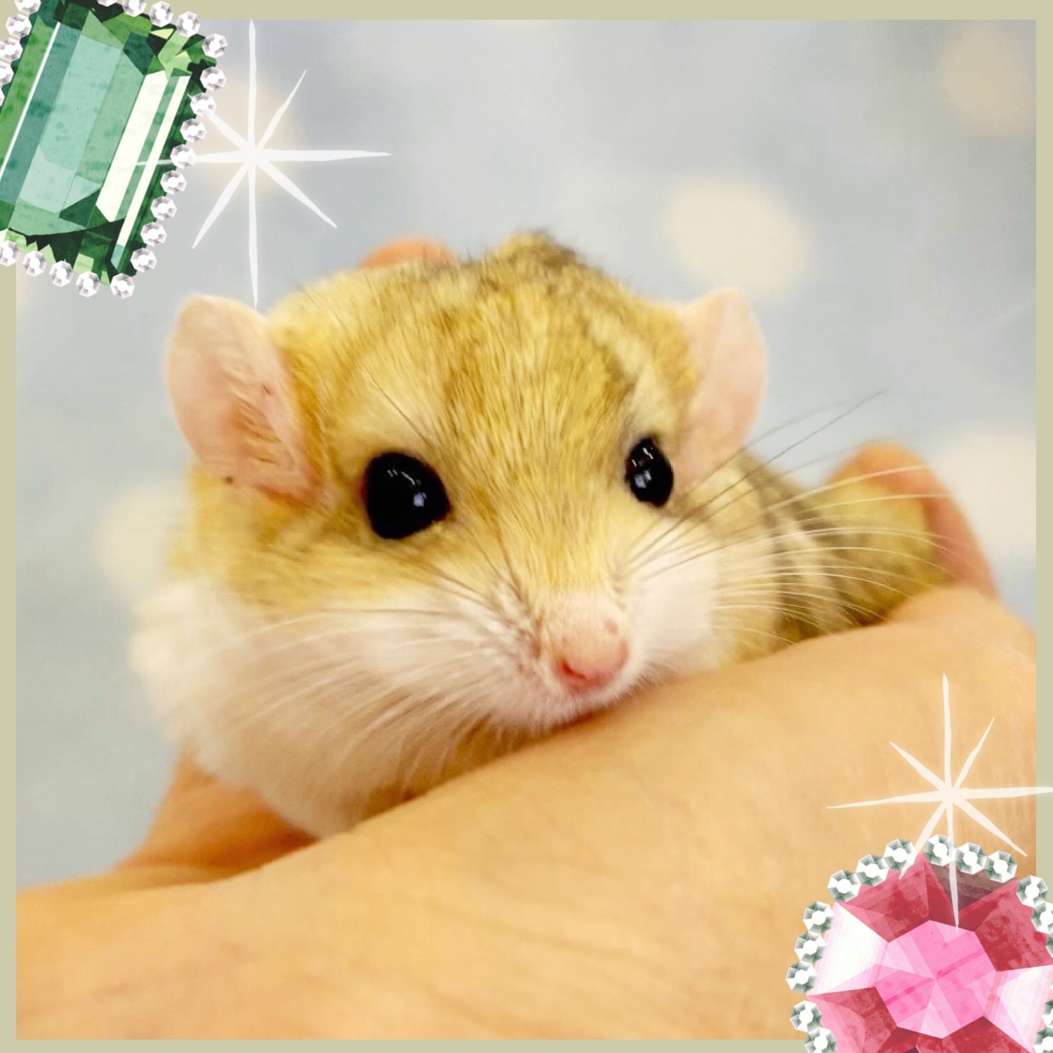 【春日井ぺけっと】今年ラストのチェコロニちゃん🐭【哺乳類】