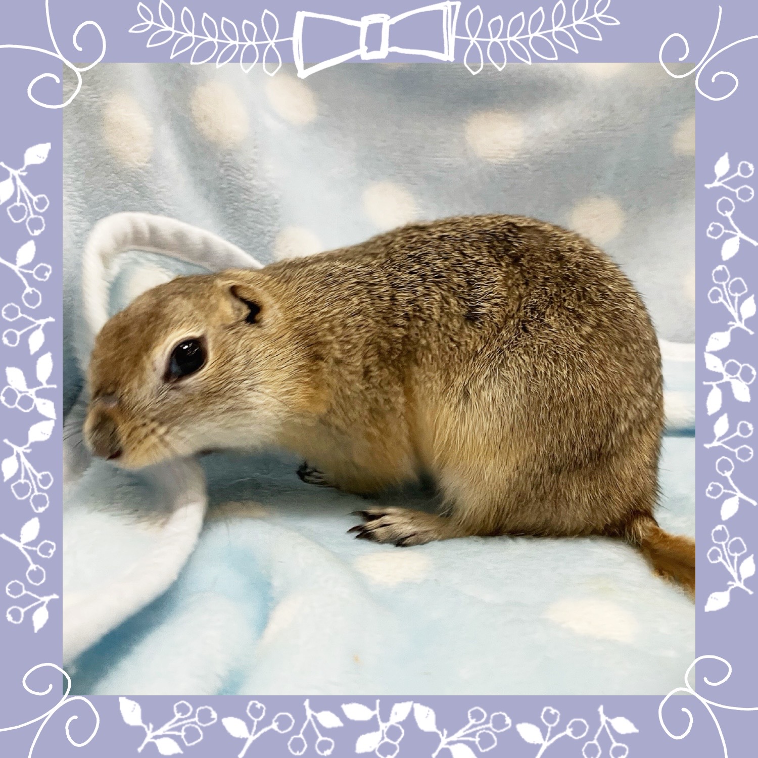 【春日井ぺけっと】今年も終わリチャ。【哺乳類】