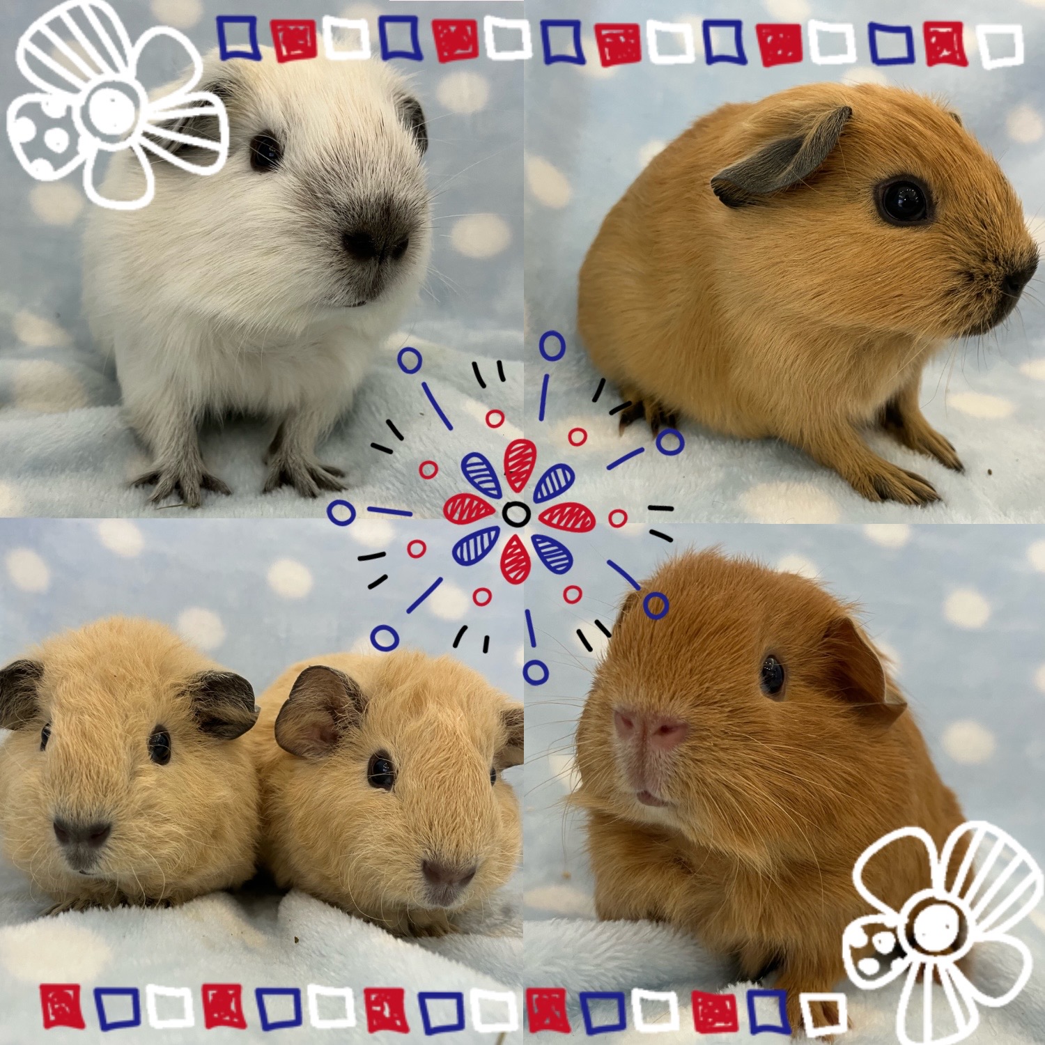 【春日井ぺけっと】ラストスパートのモルラッシュ！！　その②【哺乳類】