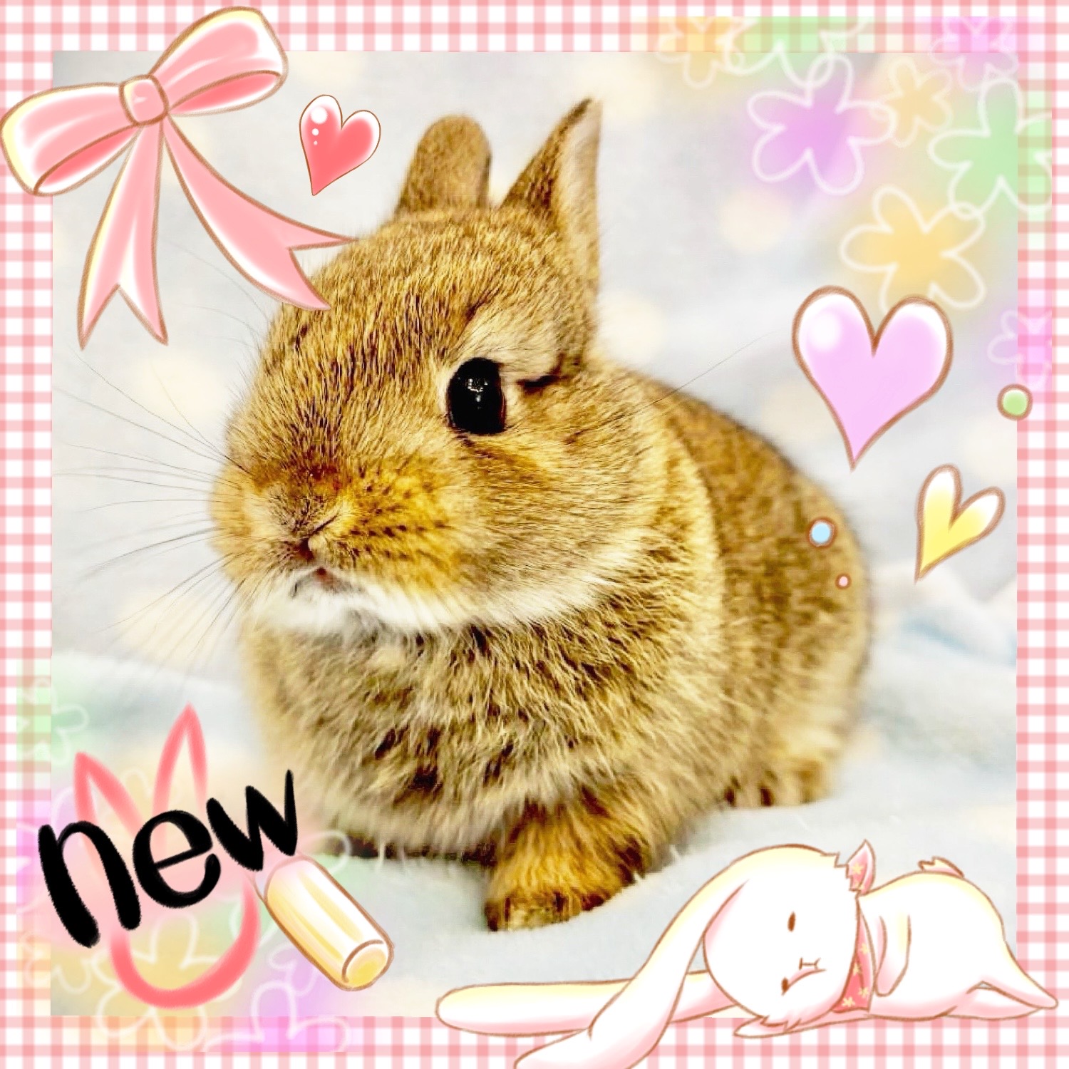 【春日井ぺけっと】ちびうさぎがたくさん🐰🐰🐰🐰【哺乳類】