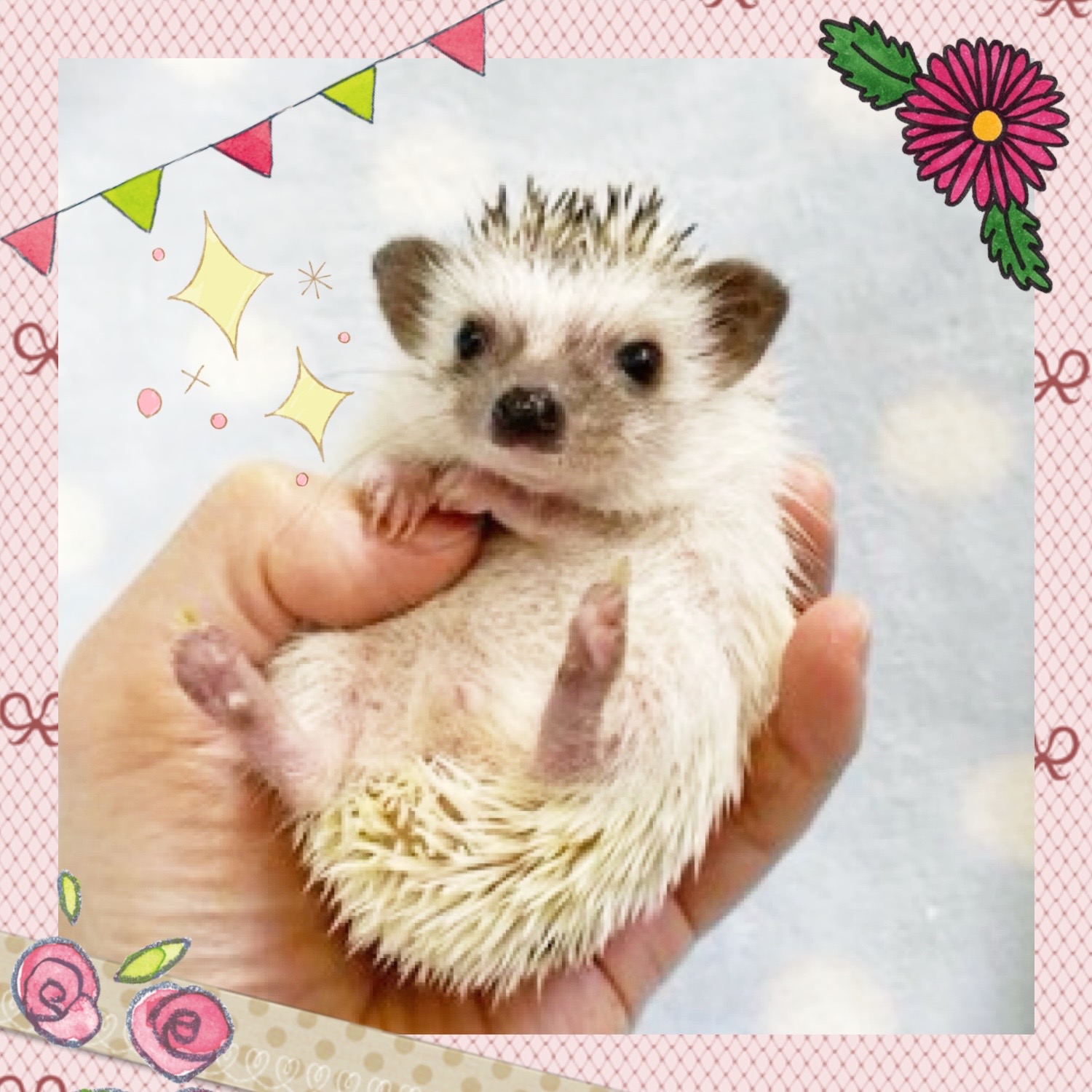 【春日井ぺけっと】ちょびっとハリネズ！【哺乳類】