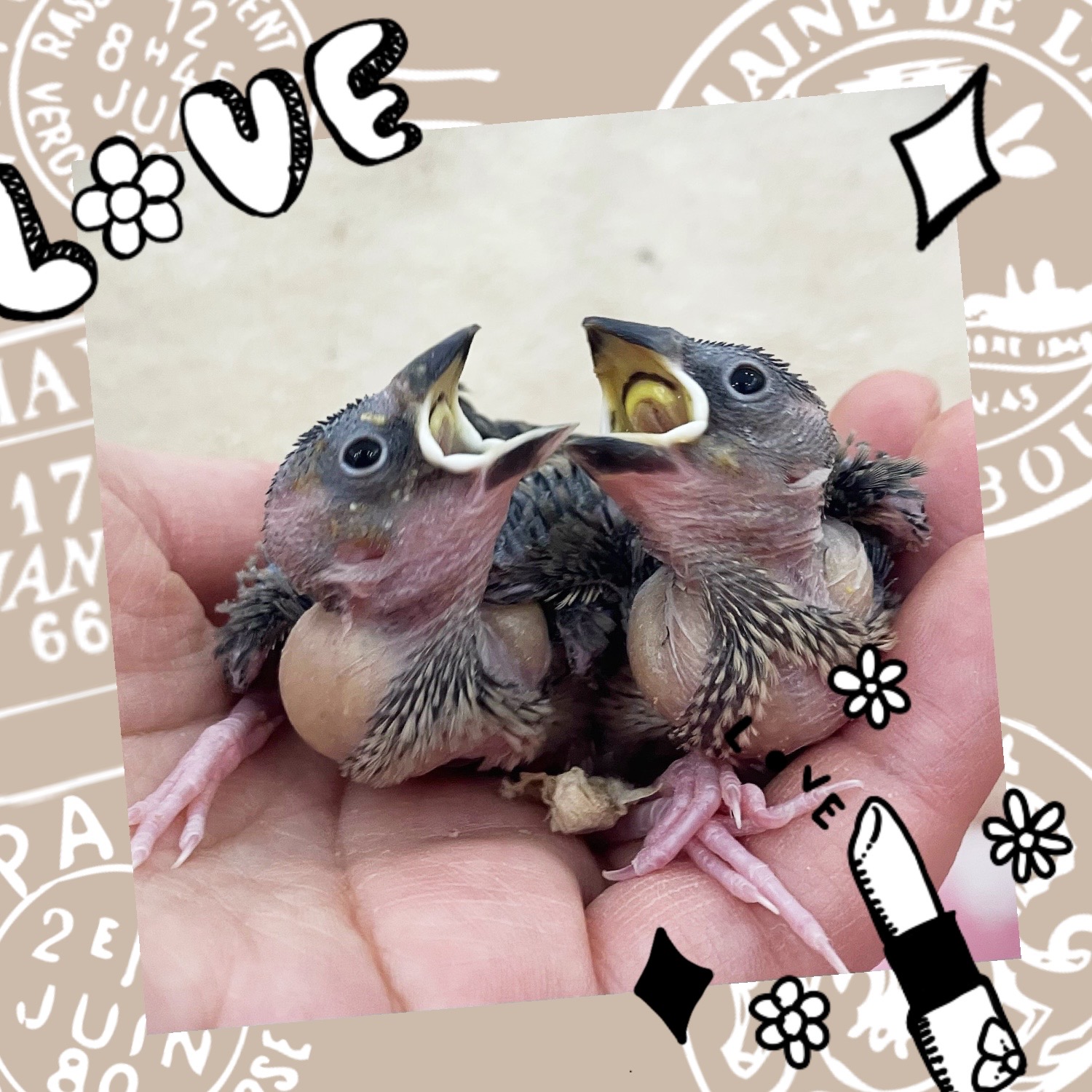 【春日井ぺけっと】冬のお文！【鳥類】