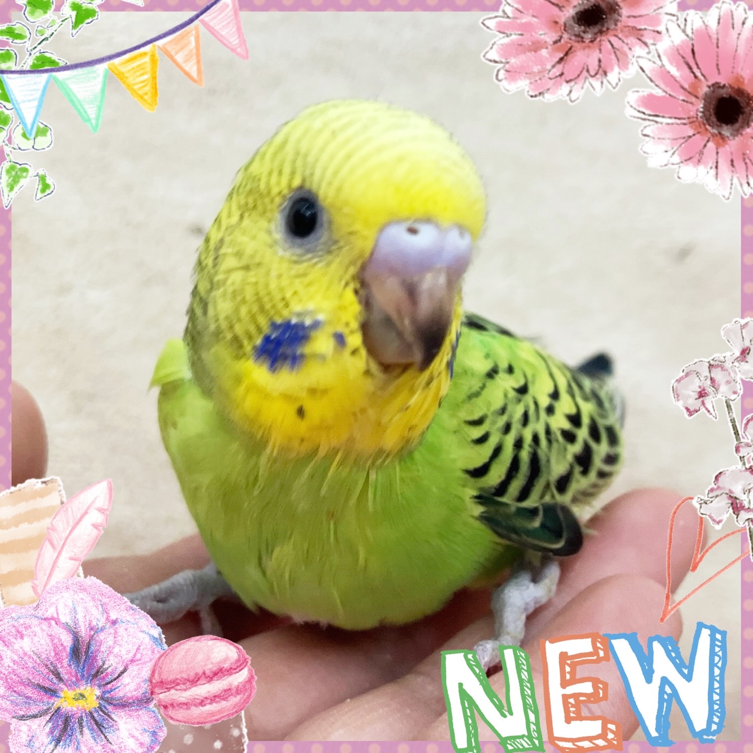 【春日井ぺけっと】みんな大好き入門インコ🦜🥄【鳥類】