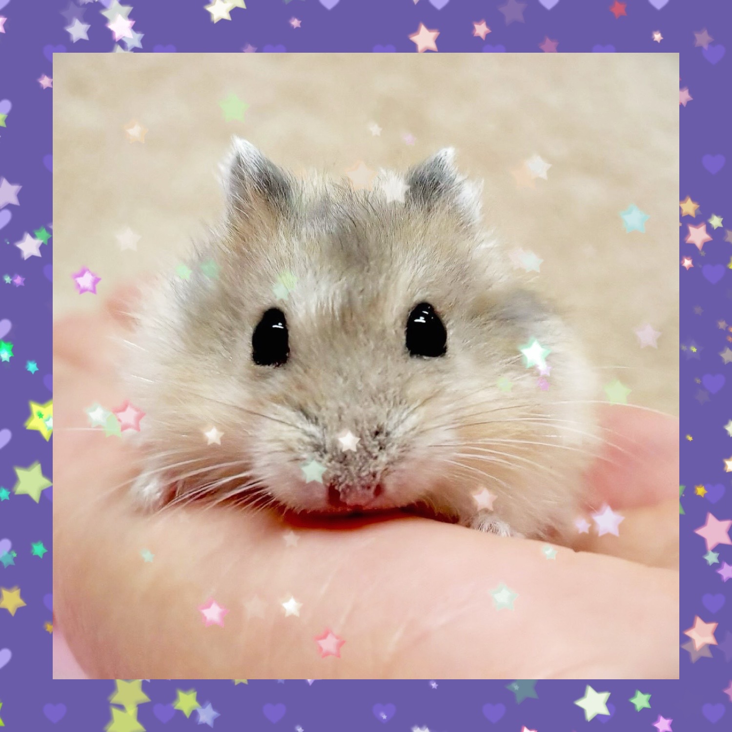 【春日井ぺけっと】お待たせジャンガリアン🐹✨【哺乳類】