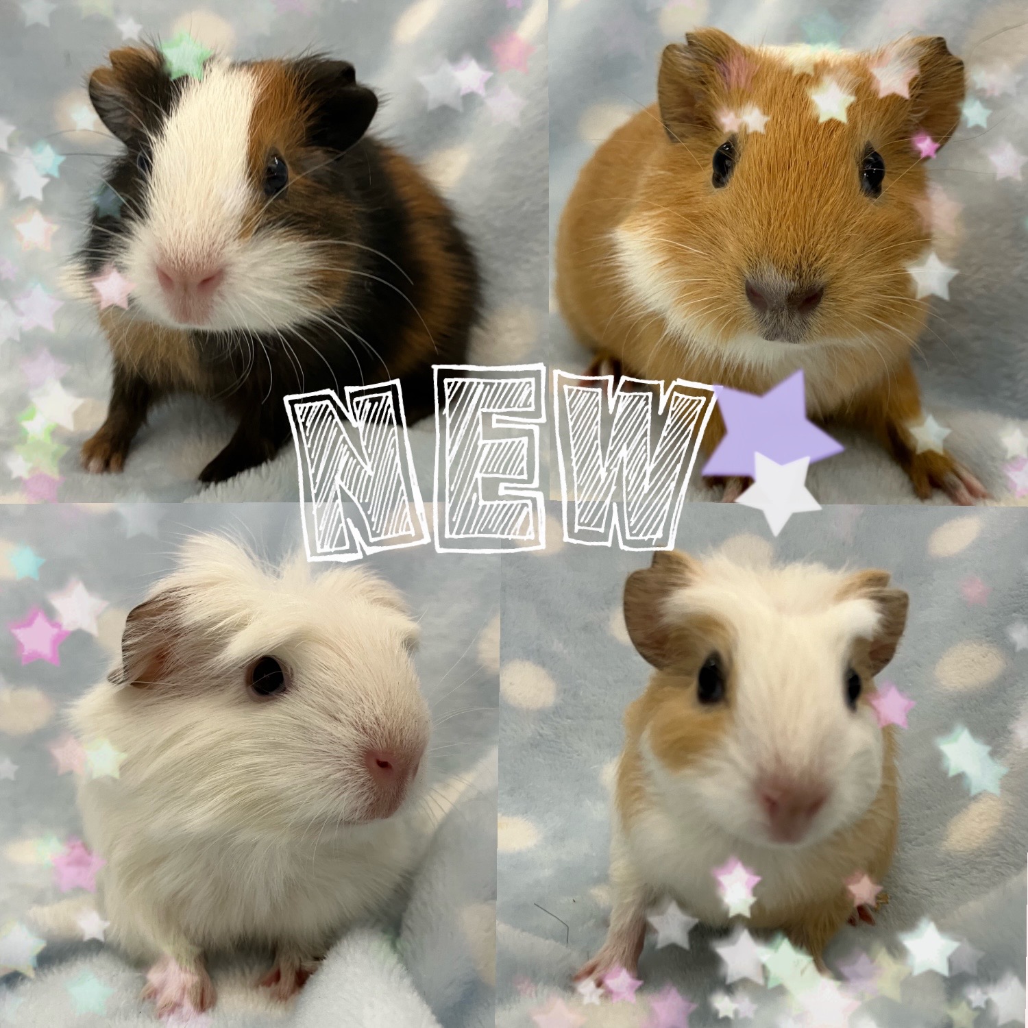 【春日井ぺけっと】モルがまたまた山盛りに！！　その①【哺乳類】