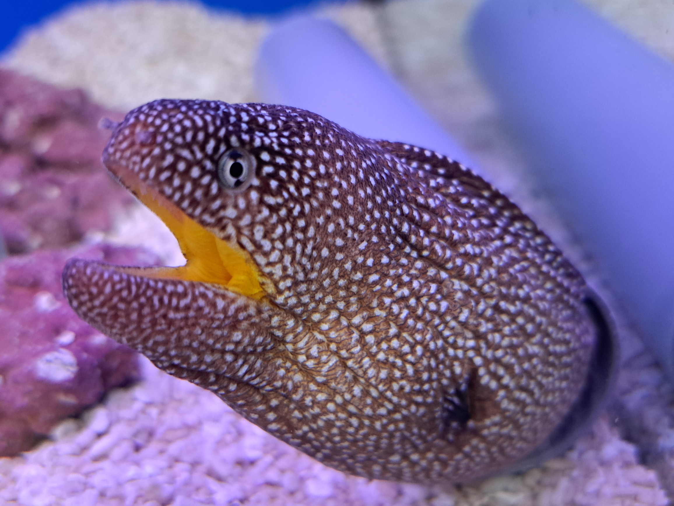 【インターマリン】2026/1/18在庫更新！