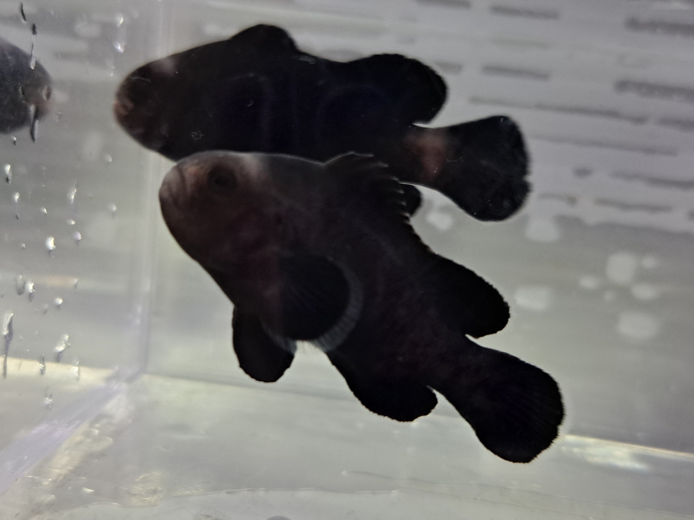 【インターマリン】色々入荷🌃