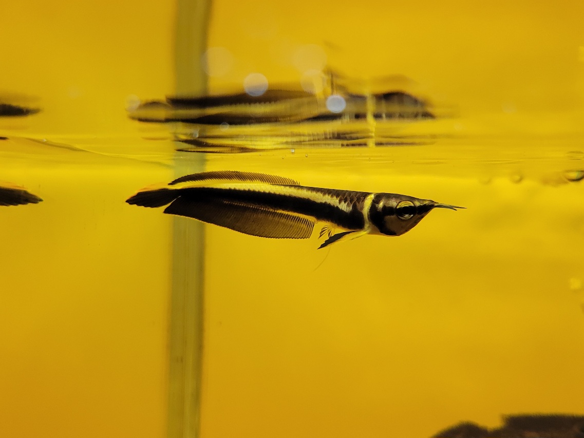 【みなとアクア】年末、新年分の新入荷とオススメ在庫！①