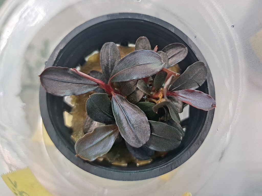 【インターアクア】植物新入荷案内