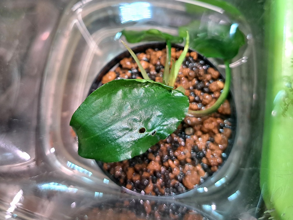 【インターアクア】植物新入荷案内