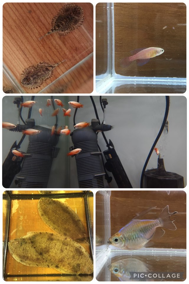 【春日井アクア】パコパイソンヒルストリームローチやベトナムの淡水カレイが着弾！ 2026/1/31 新入荷！