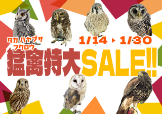 【春日井ぺけっと】猛禽大特価！【SALE案内】