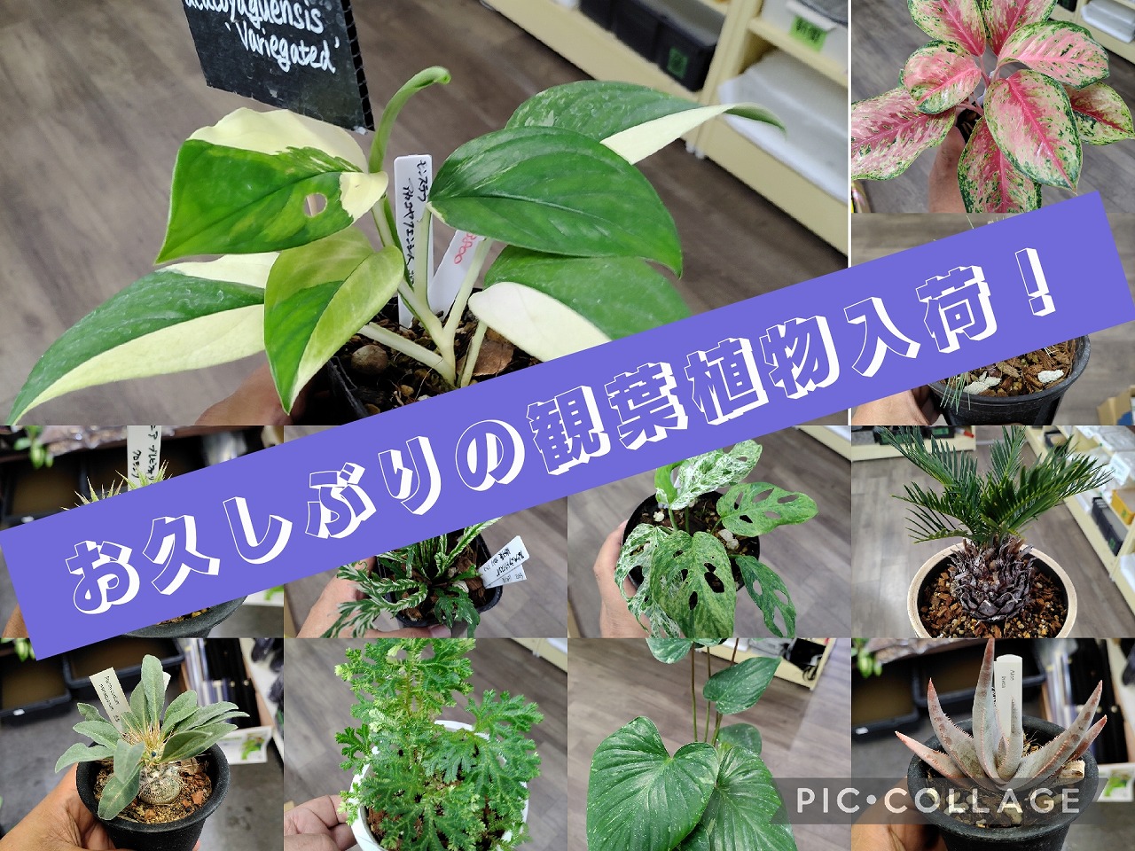 観葉植物入荷！！【春日井生体】
