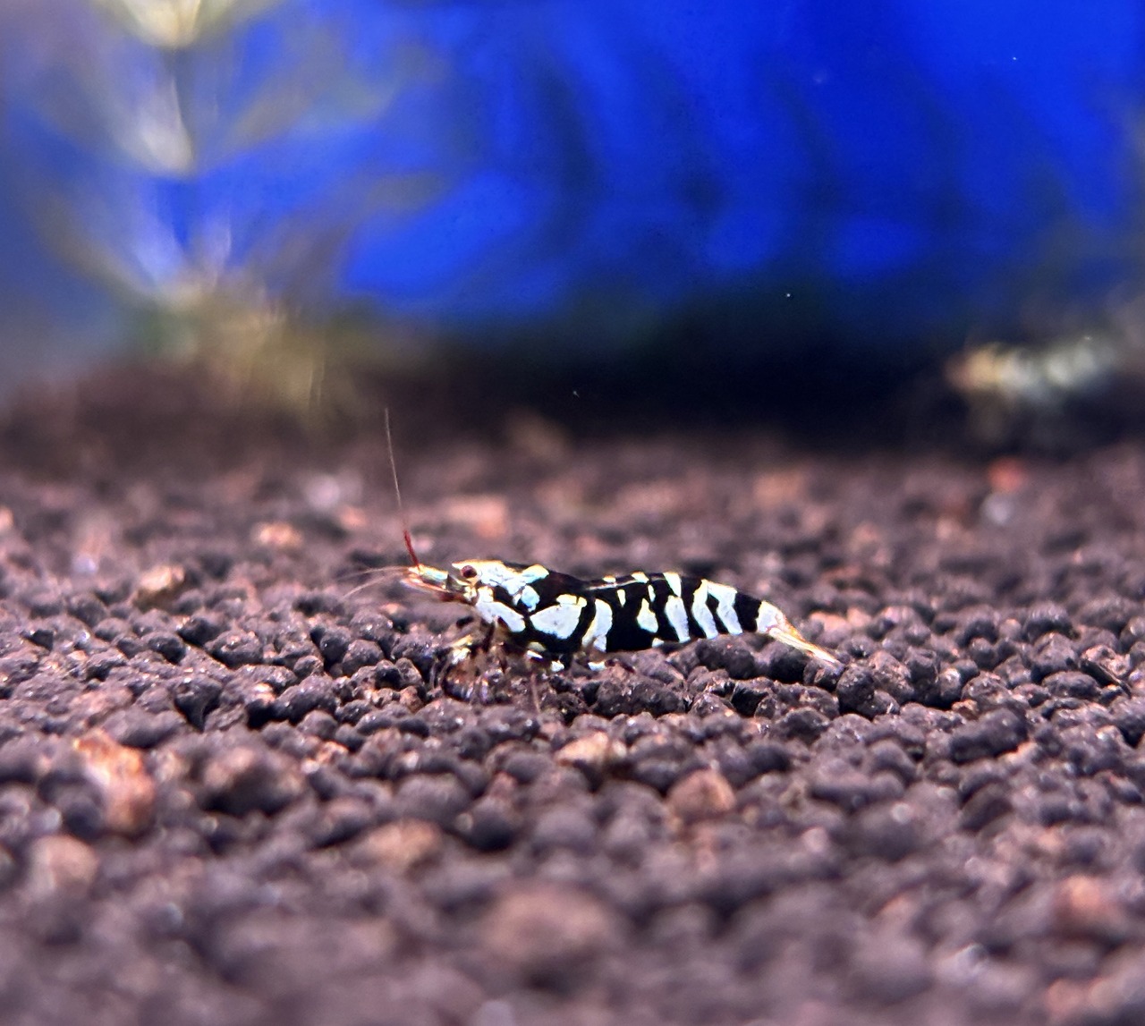 【春日井アクア】2026年初入荷！【シュリンプ】