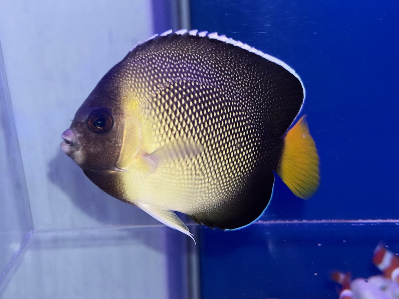 【みなとマリン】人気種多数入荷❗️