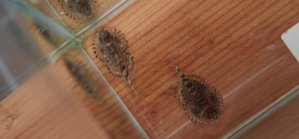 【春日井アクア】1月15日の熱帯魚新入荷