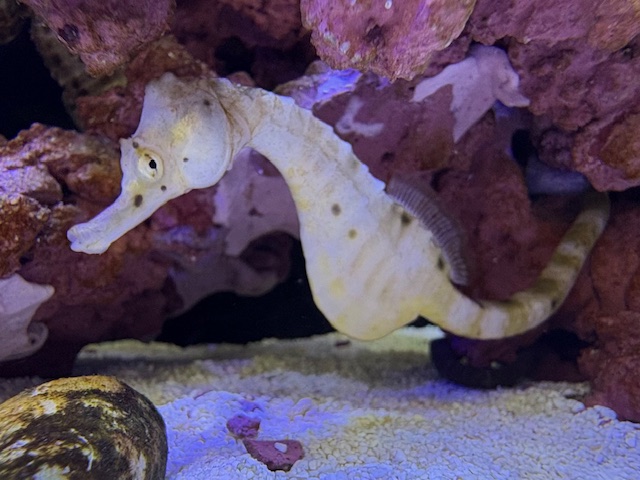 【インターマリン】海水魚特売品大増量！