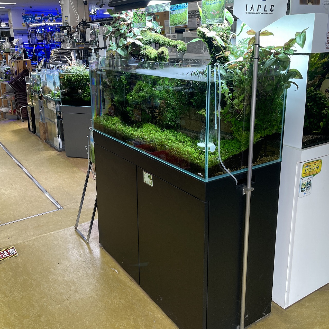 水中にあなただけの樹を創ろう！