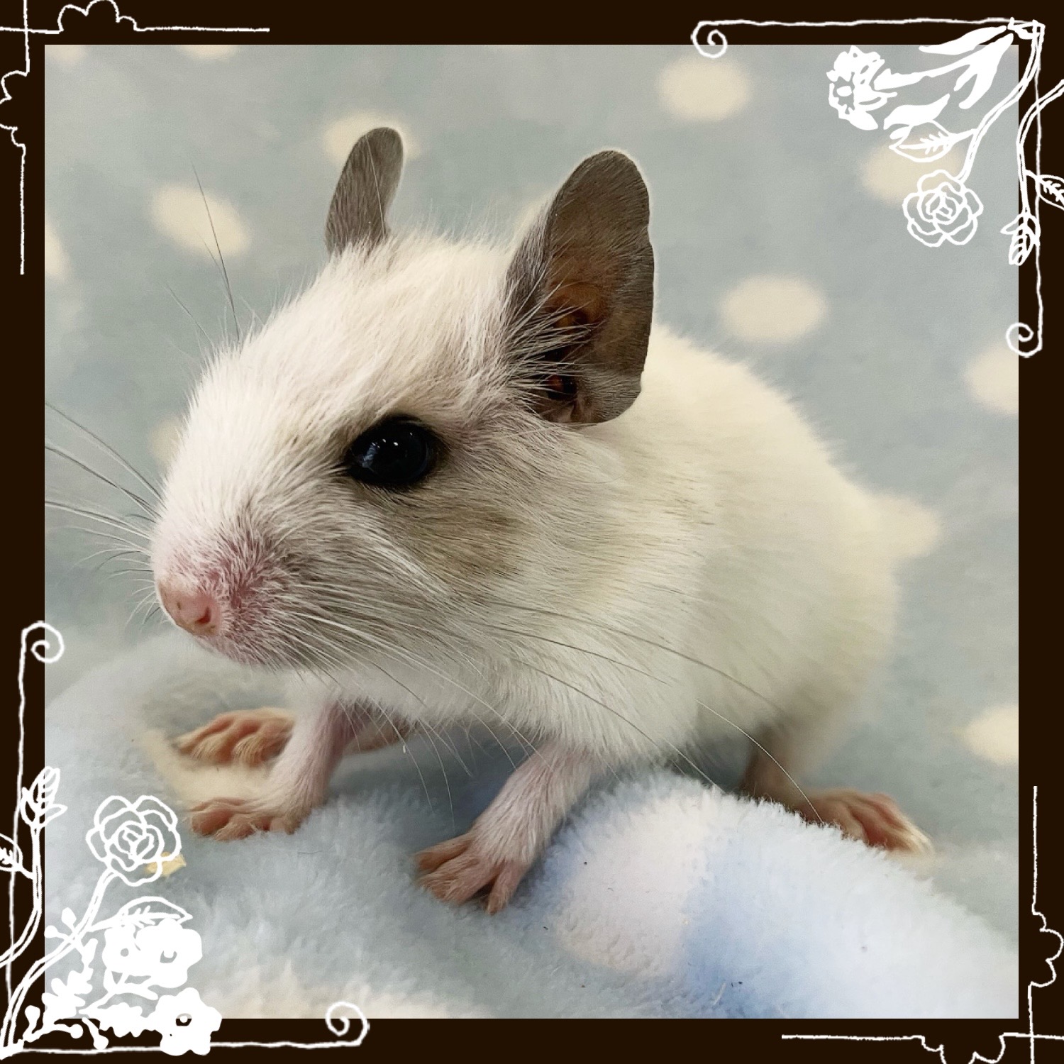 【春日井ぺけっと】ぺけっ子デグデグベビーズ！！【哺乳類】