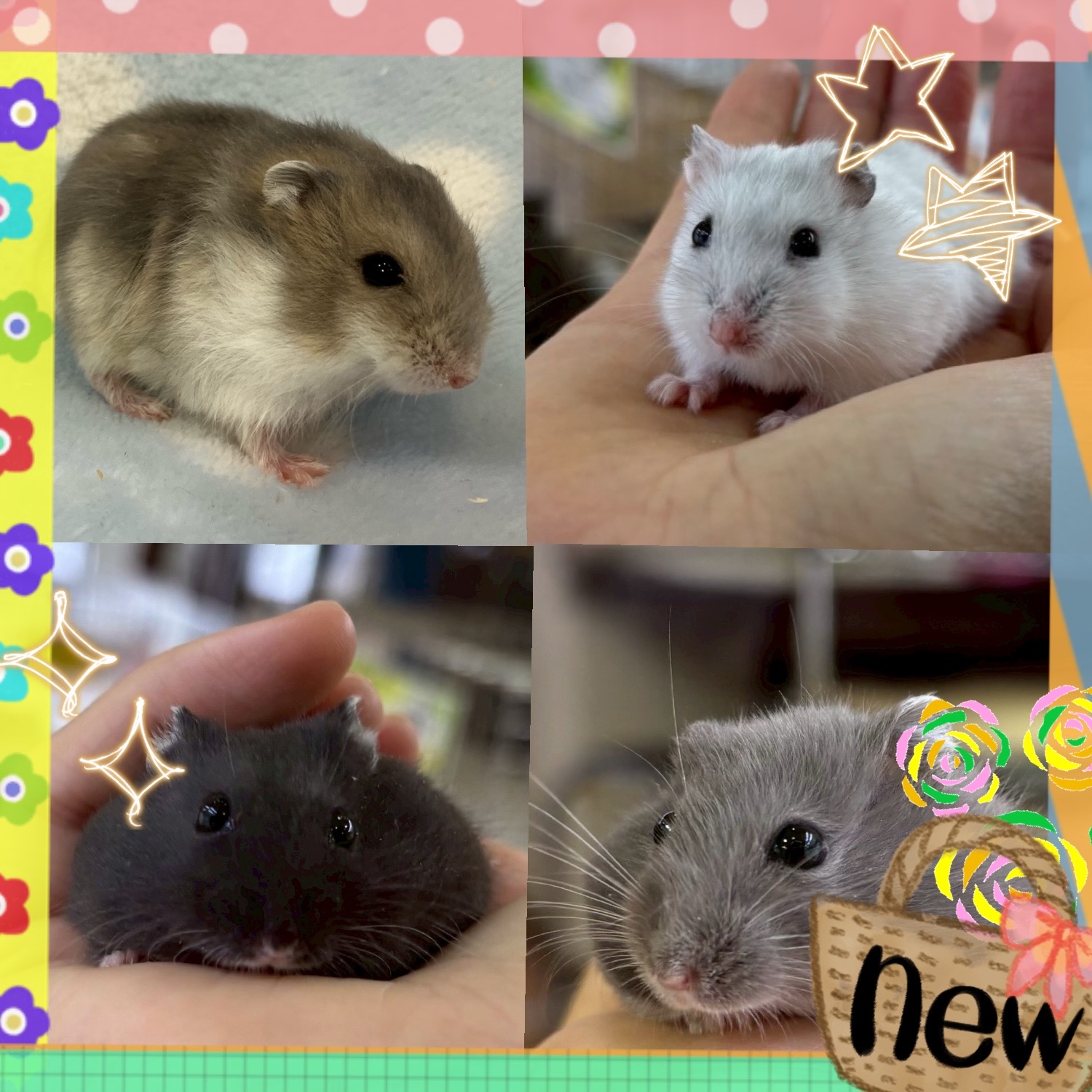 【春日井ぺけっと】毎回人気のジャンガリアン🐹【哺乳類】