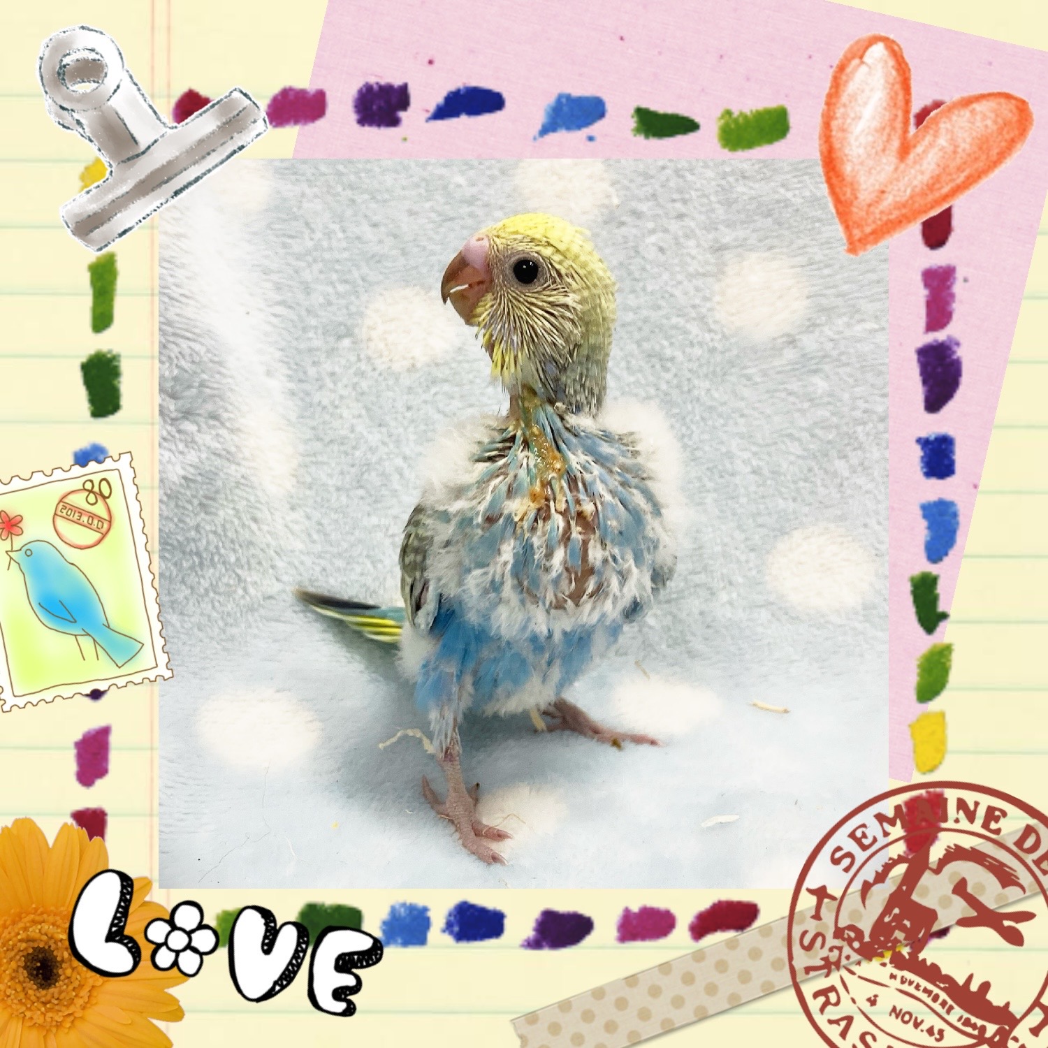 【春日井ぺけっと】レインボーな人気者🌈🦜【鳥類】