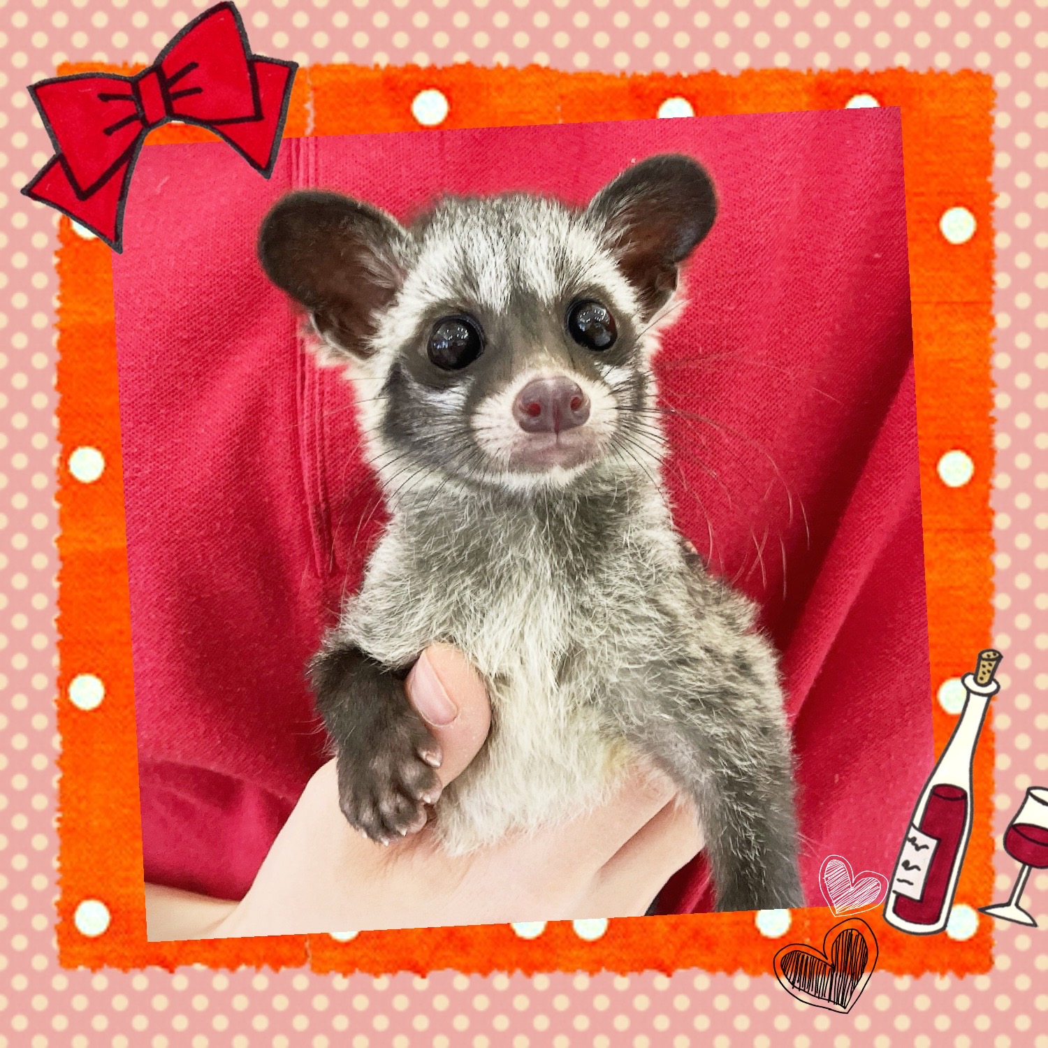 【春日井ぺけっと】ベビっ子シベちゃん！【哺乳類】