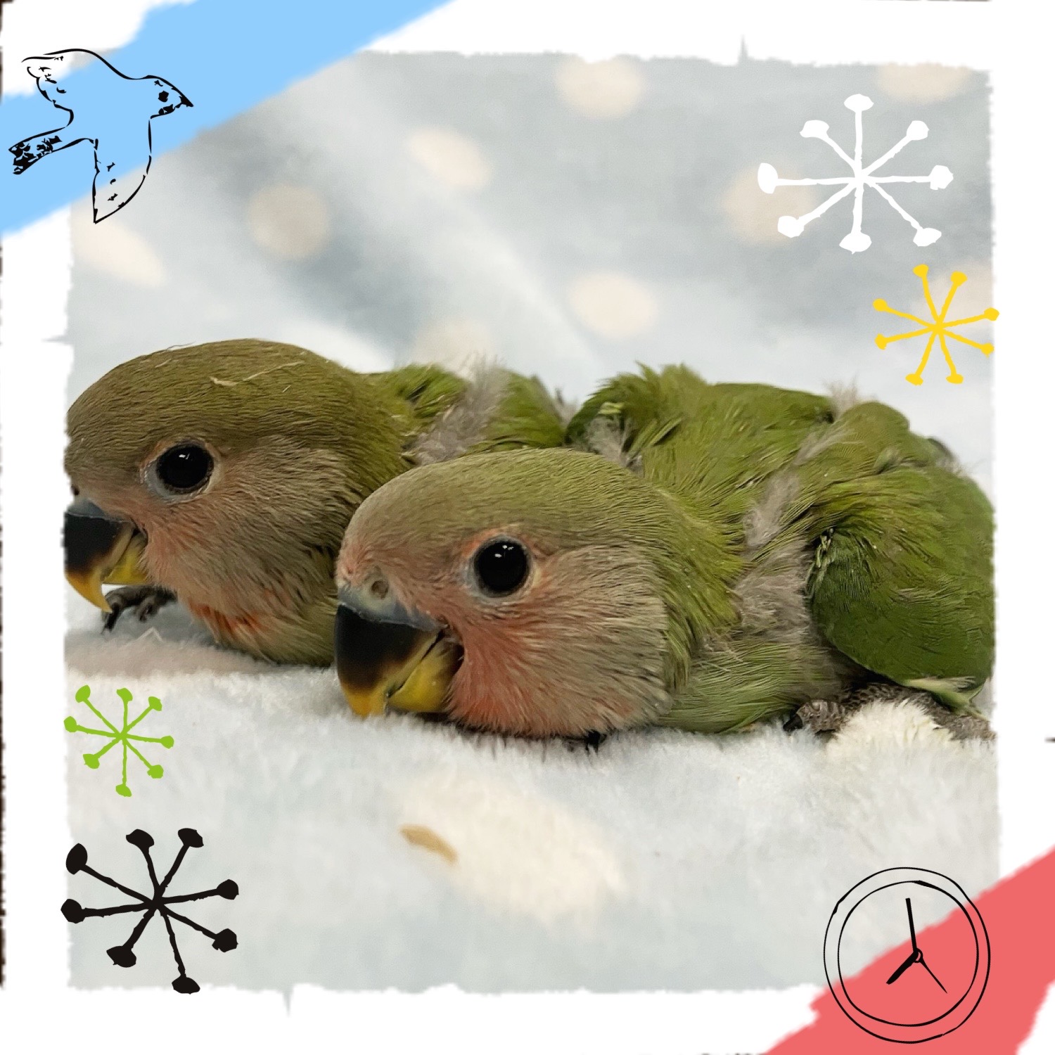 【春日井ぺけっと】新年早々ヒナ大量祭り🐣🐣　その②【鳥類】