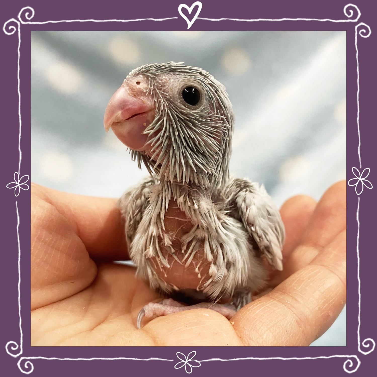 【春日井ぺけっと】新年早々ヒナ大量祭り🐣🐣　その③【鳥類】