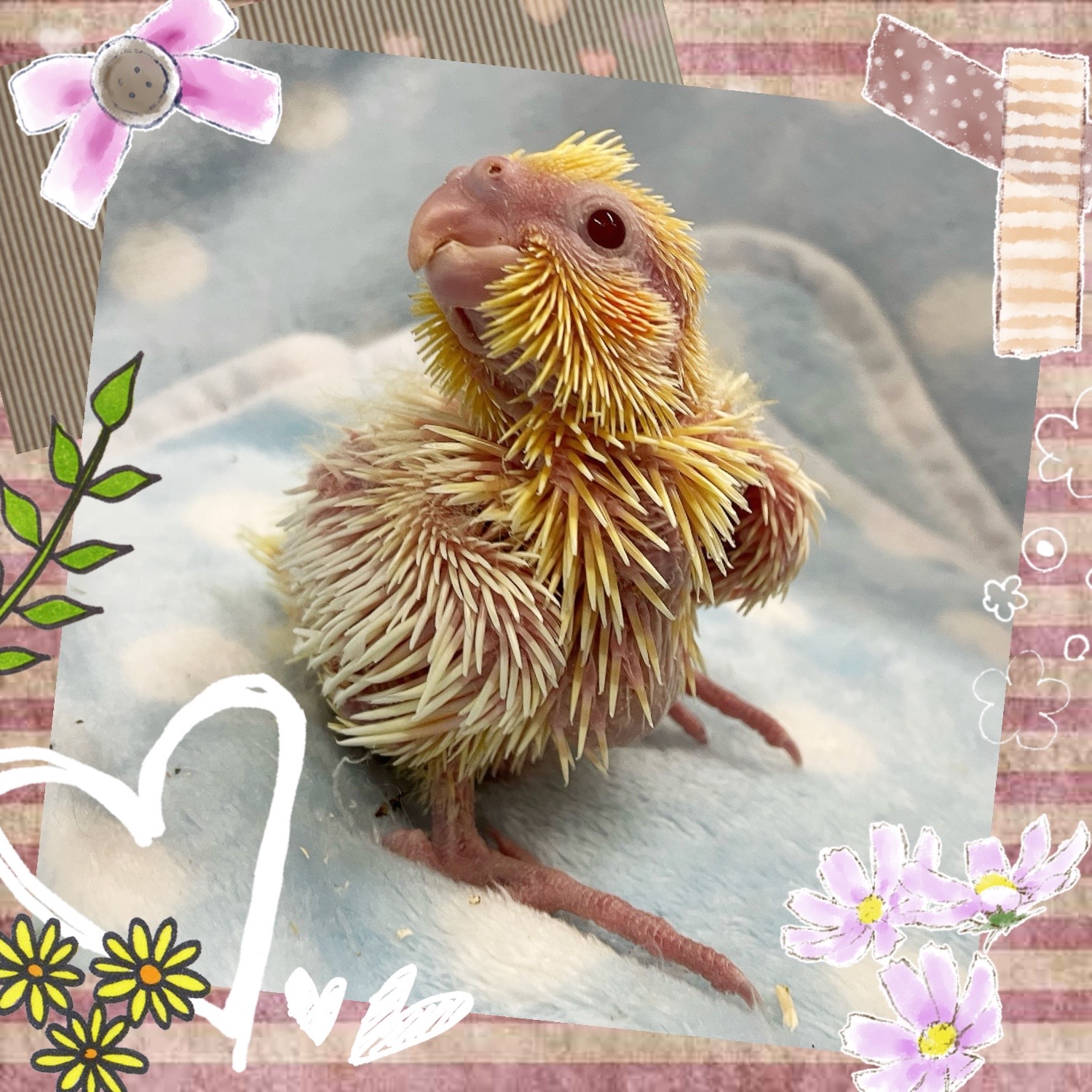 【春日井ぺけっと】新年早々ヒナ大量祭り🐣🐣　その④【鳥類】