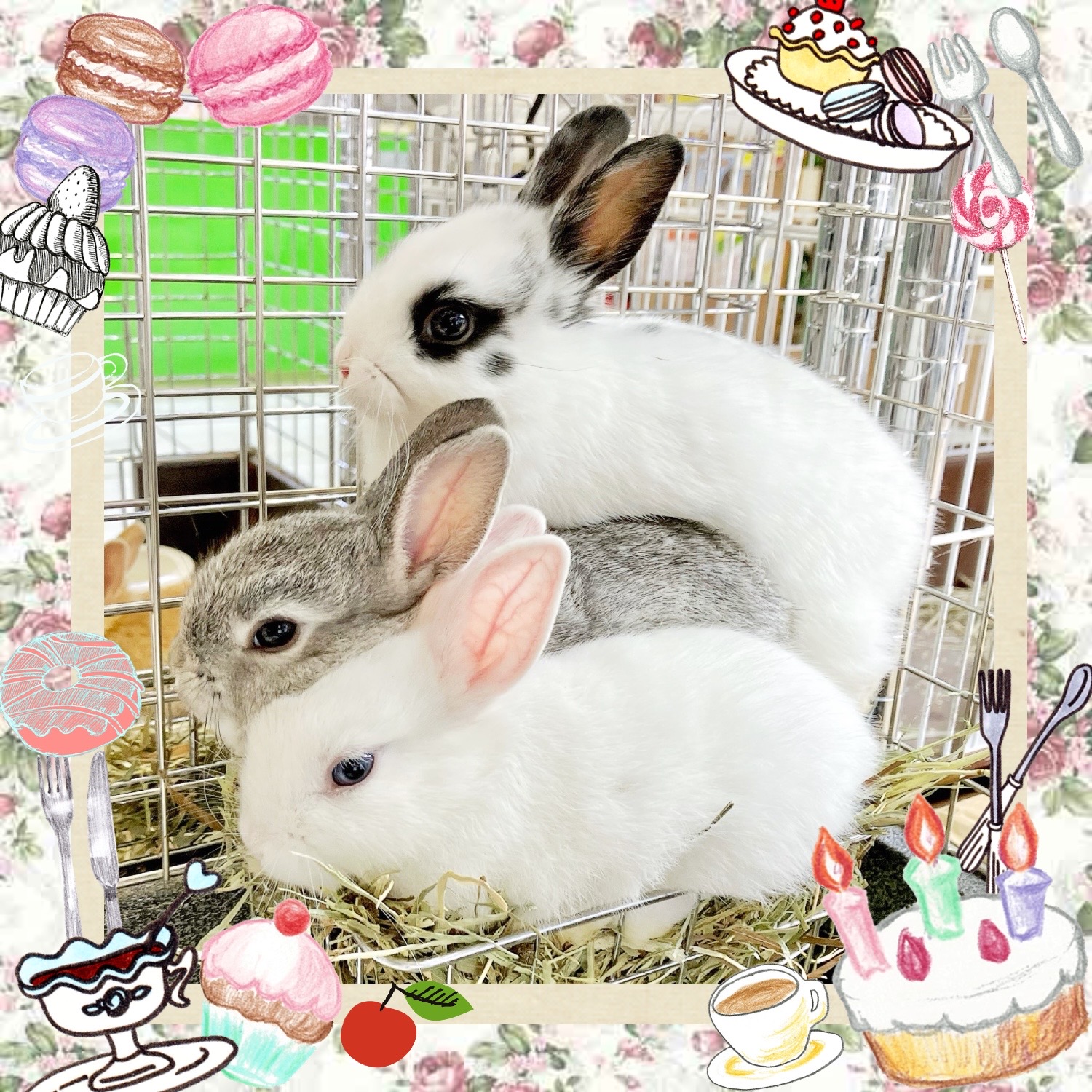 【春日井ぺけっと】ミニウサギもたくさん🐇🐇🐇🐇【哺乳類】