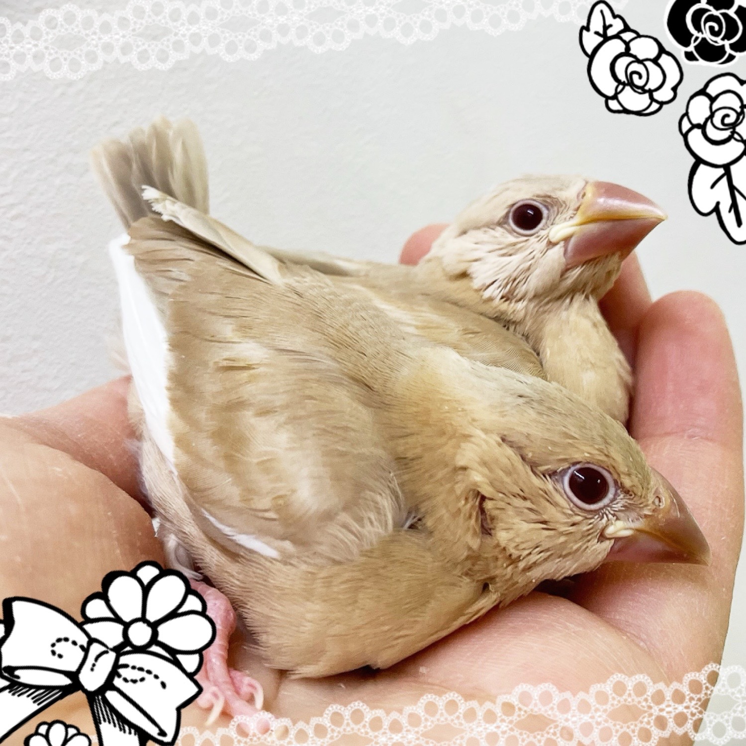 【春日井ぺけっと】新年早々ヒナ大量祭り🐣🐣　その⑤【鳥類】