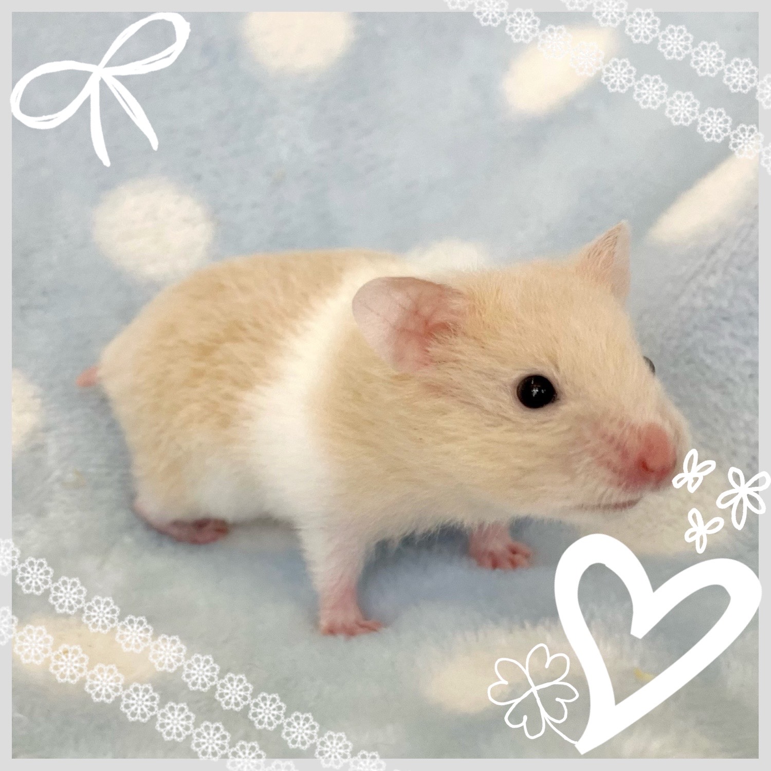 【春日井ぺけっと】あけおめゴールデン🐹🎍【哺乳類】