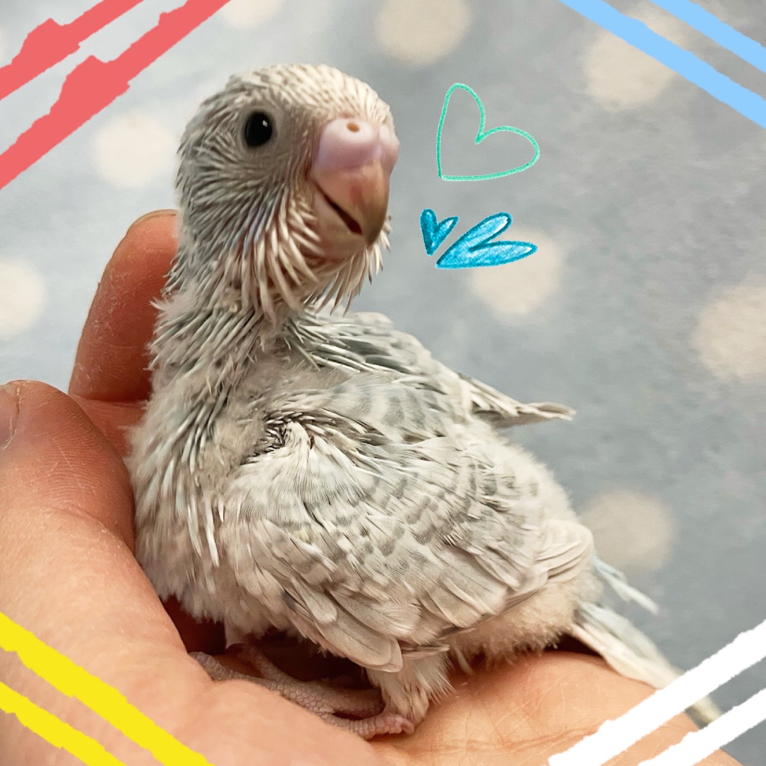 【春日井ぺけっと】新年早々ヒナ大量祭り🐣🐣　その①【鳥類】