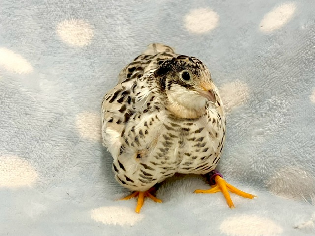 【春日井ぺけっと】プリンセスうずら【鳥類】