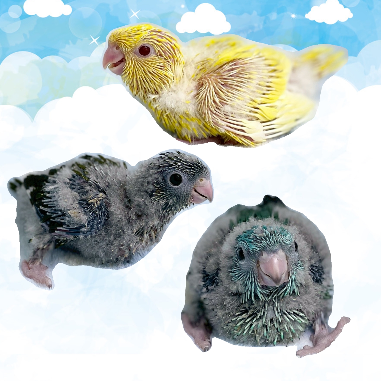 【春日井ぺけっと】カラフルサザビーズ【鳥類】