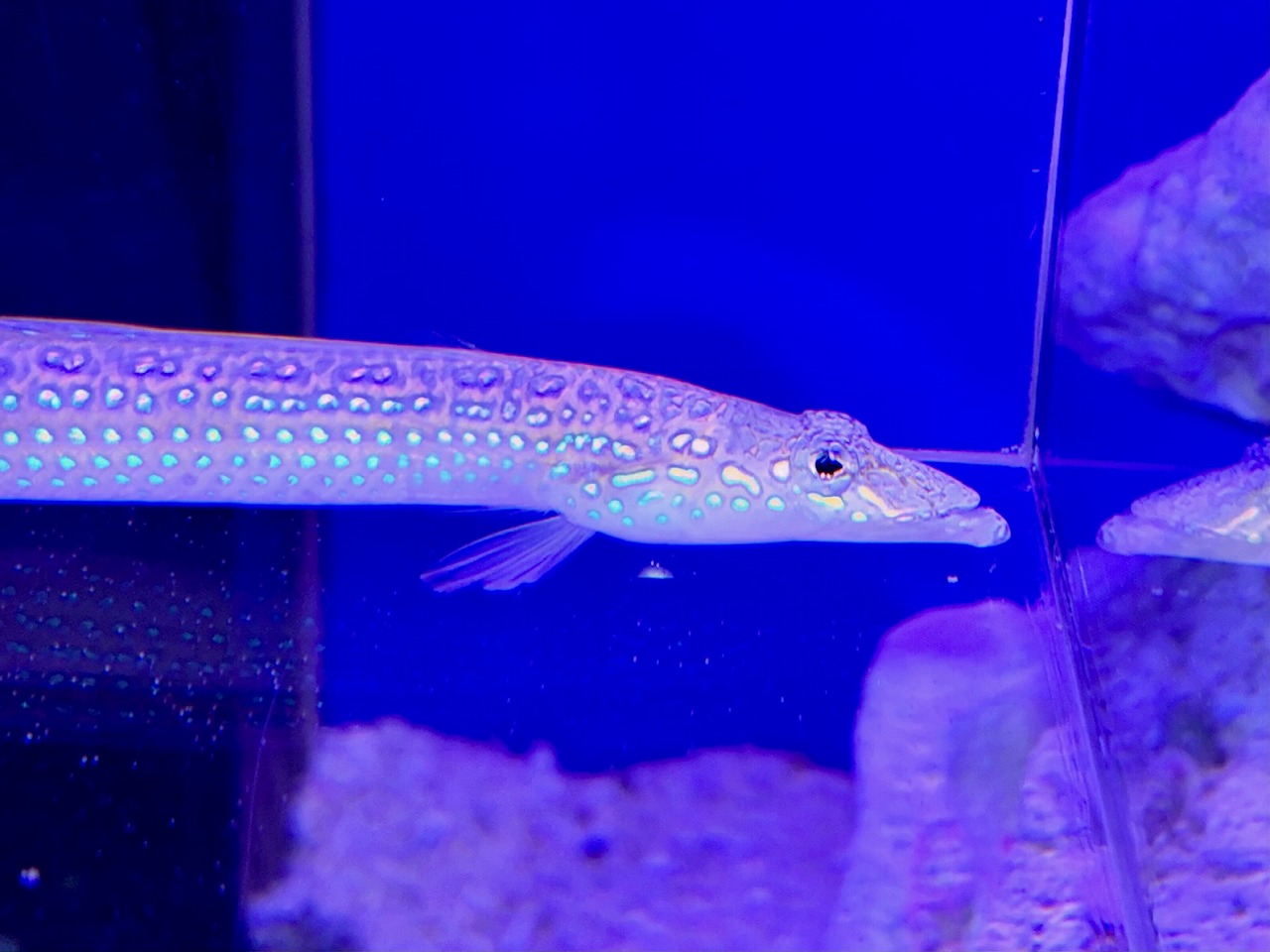 【みなとマリン】買付便！