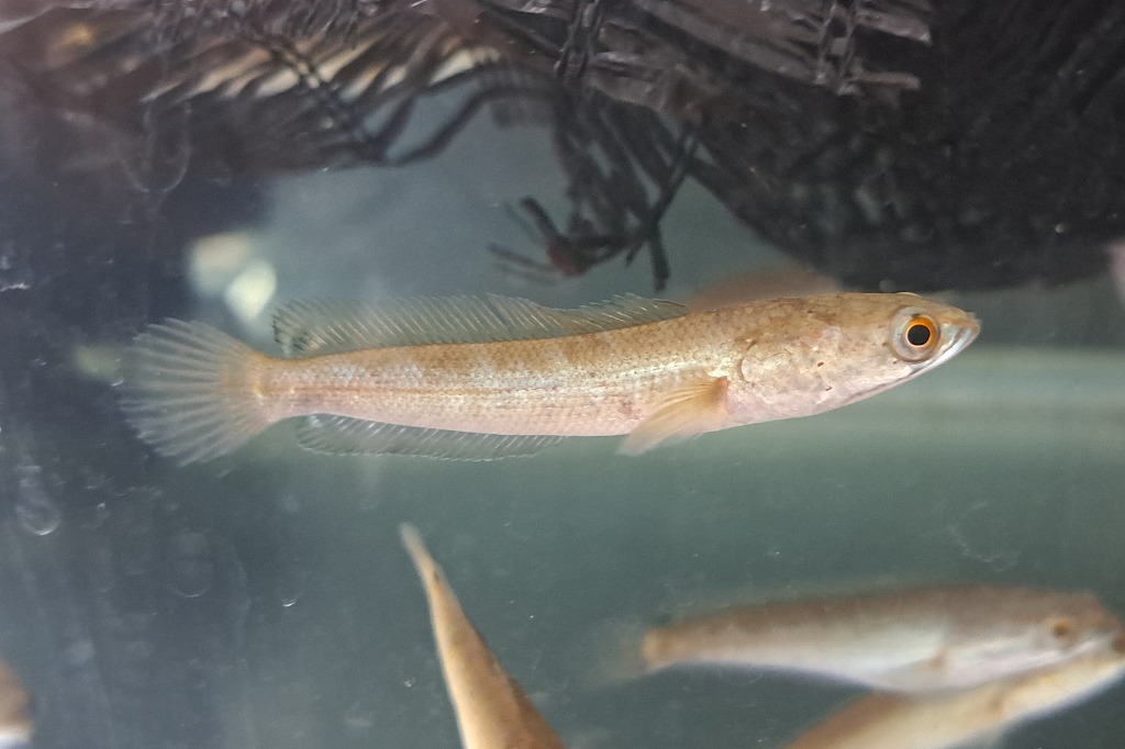 【インターアクア】熱帯魚最新入荷情報etc