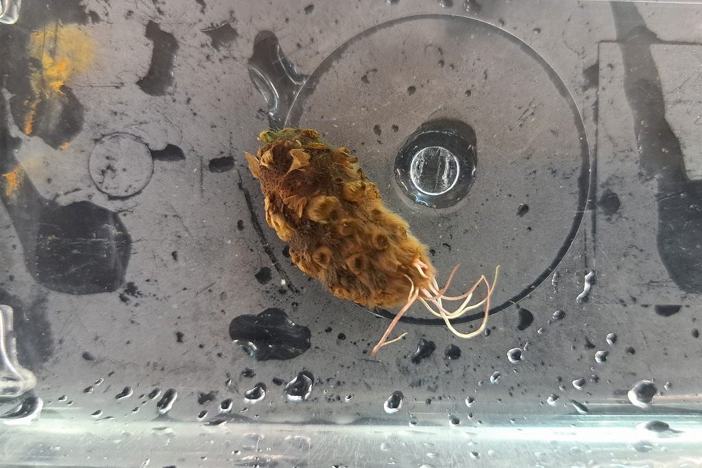 【インターアクア】植物新入荷案内