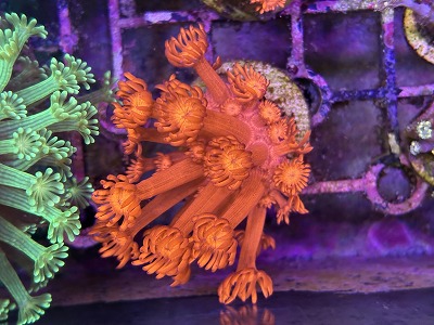 【みなとマリン】サンゴ在庫紹介