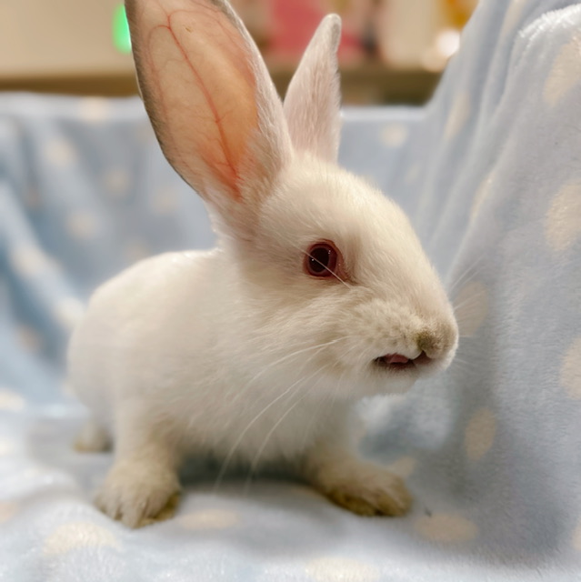 【春日井ぺけっと】USAなウサギ【哺乳類】