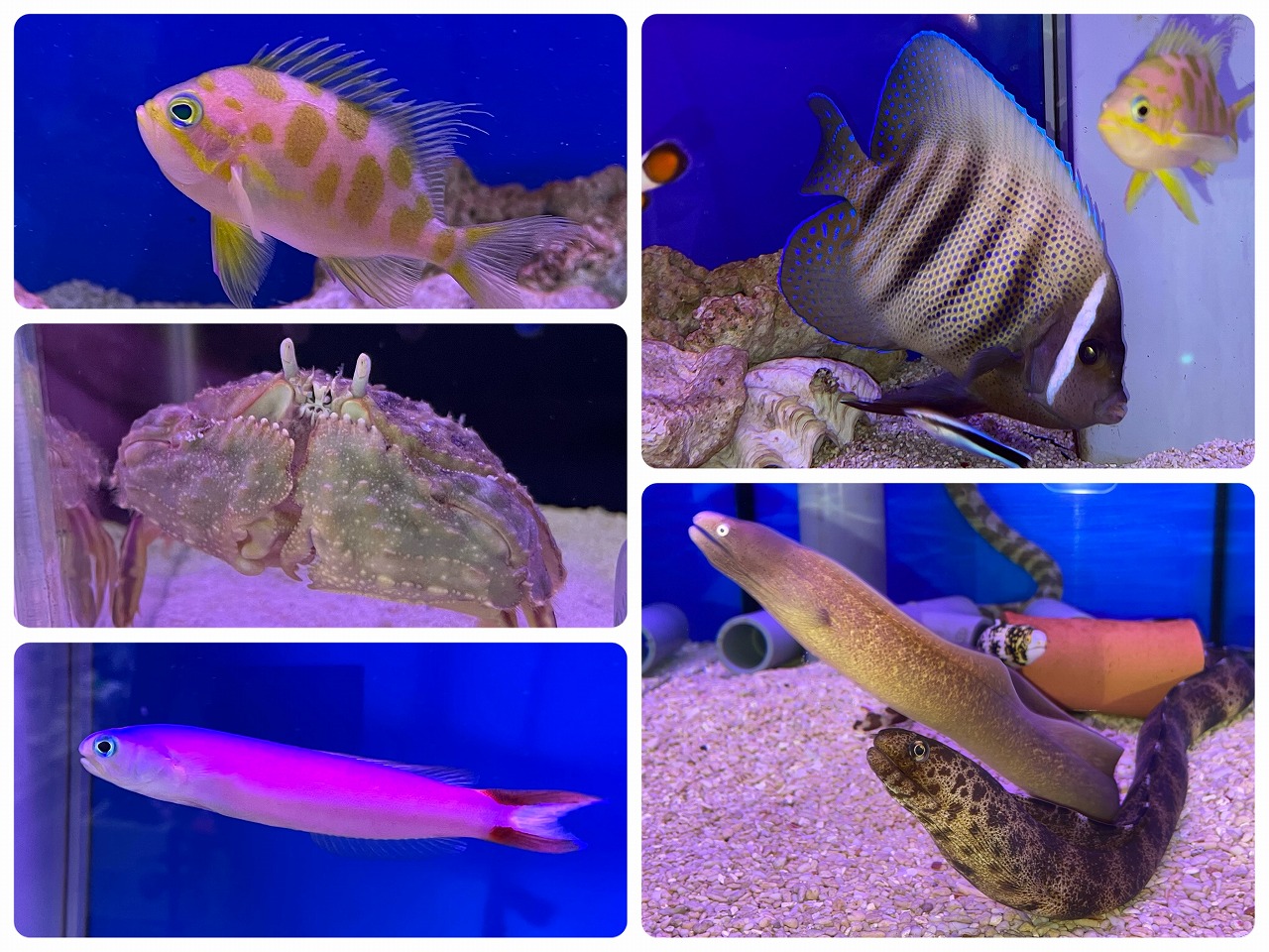 【みなとマリン】4月海水魚・その他生体在庫リスト