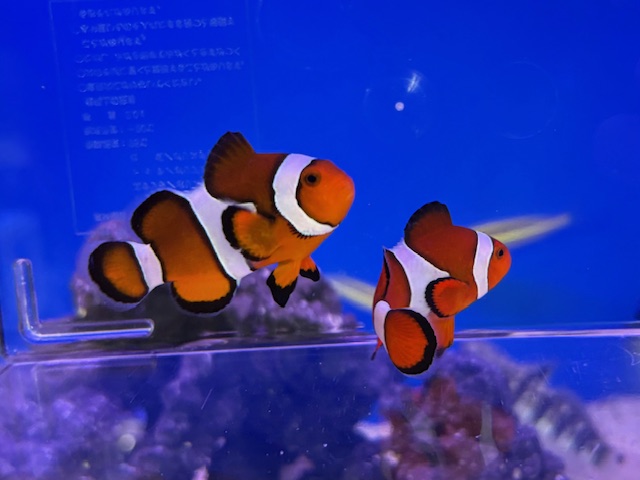 【インターマリン】入荷案内♪