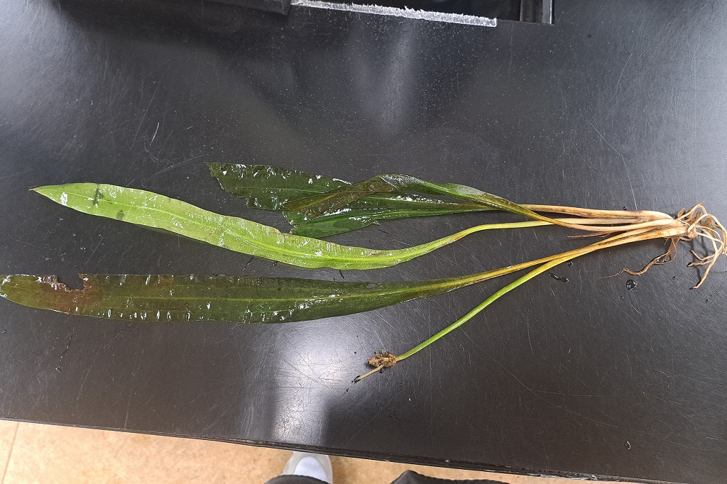 【インターアクア】植物新入荷案内