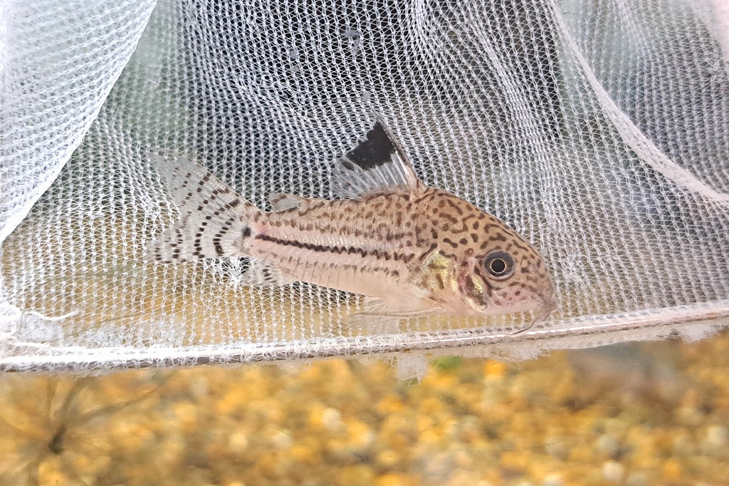 インターアクア】熱帯魚最新入荷案内② | 名古屋のペットショップRemix