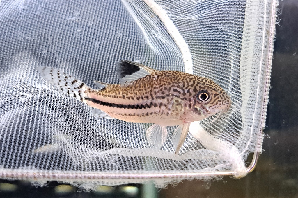 インターアクア】熱帯魚最新入荷案内② | 名古屋のペットショップRemix
